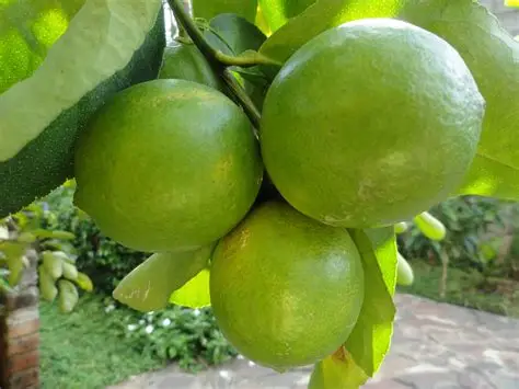 Limón