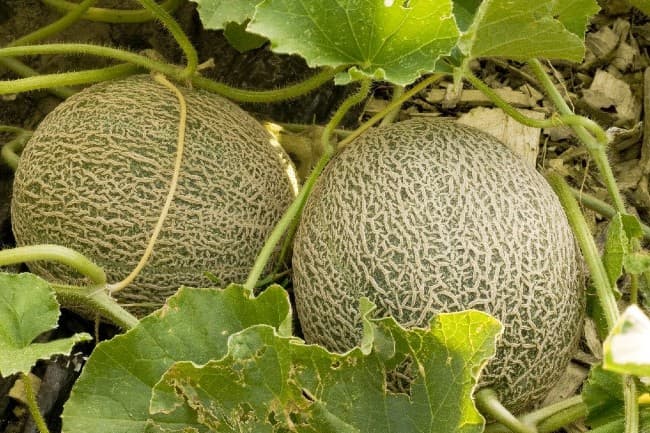 Melón