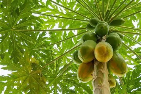 Papaya